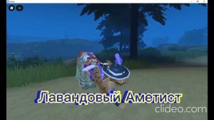 Асколочный Аметист . Как вам эта ос?