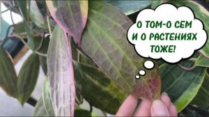 РАЗГОВОРЫ о том о сем, и О РАСТЕНИЯХ-5