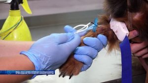 Воронежская область вошла в топ-10 регионов по спросу на ветеринаров