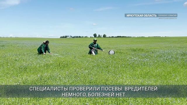 В Иркутской области бьют рекорды по выращиванию льна-долгунца