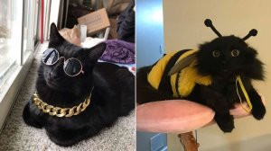 СМЕШНЫЕ КОТЫ | ЛУЧШИЕ ПРИКОЛЫ С КОТАМИ, СОБАКАМИ, КОШКИ, СОБАКИ, ЖИВОТНЫЕ, СМЕШНОЕ ВИДЕО