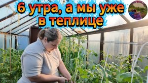 Ранний подъём: в теплицу к помидорам в 6 утра