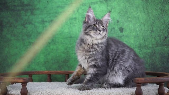 Kasimir 6 месяцев