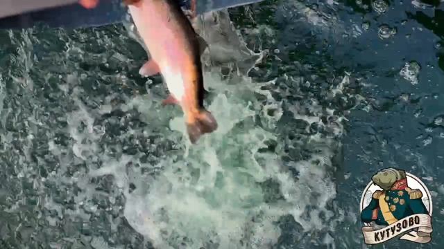 Зарыбление форели на лесном пруду смотреть онлайн