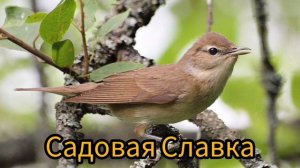 пение Садовой Славки