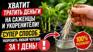 Хватит тратить деньги на саженцы и укоренители! Супер способ как укоренить любой черенок за 1 день!