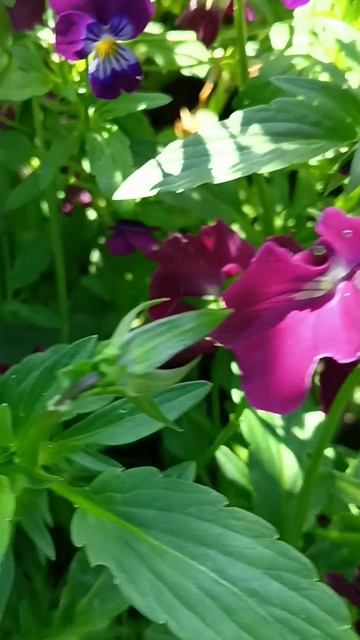 Анютины глазки ☘️💃🦋🥀☘️ смотреть онлайн