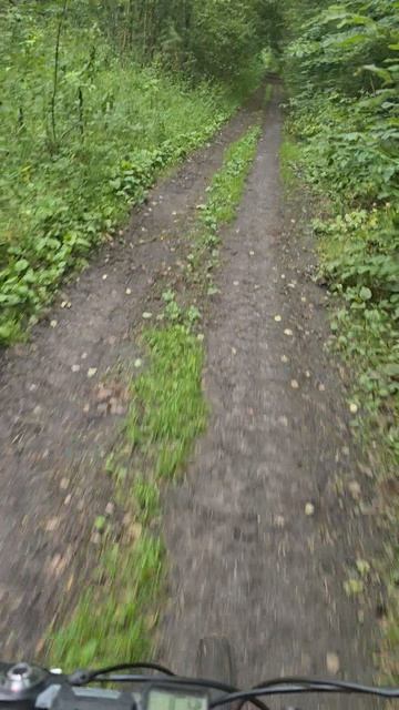 лес