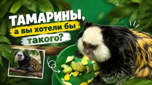 Тамарины, а вы бы хотели такого питомца?