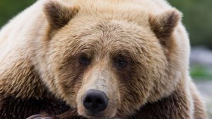 В США медведь забрался на электрический столб и застрял