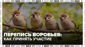 Воробьев пересчитают в России с 8 по 16 августа - Москва 24