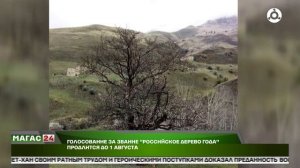 Голосование за звание Российское дерево года продлится до 1 августа