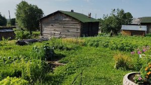 Вечером шёл ливень. Утром стало душно.  23.07.26