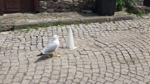 Чайка