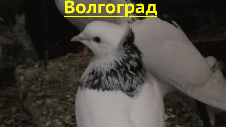 Голуби Гегама в Волгограде! 2026г смотреть онлайн