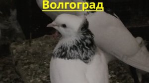 Голуби Макарян  Гегама в Волгограде! 2026г