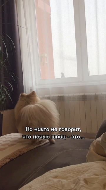 Шпиц - это не только звоночек и сигнализация!