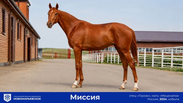 Продаётся кобыла Миссия, 24.04.2024 г.р. Продаётся кобыла Миссия, 24.04.2024 г.р.
