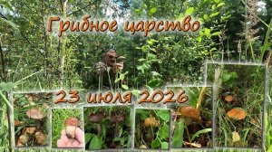 Грибное царство 23 июля 2026