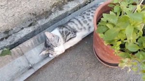КОТ ИМПЕРАТОР 🤣