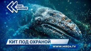 Как охраняют разные виды китов в России?