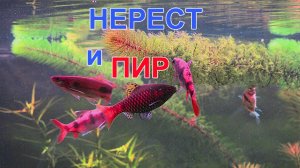 Нерест в барбусятнике и всеобщая суета.