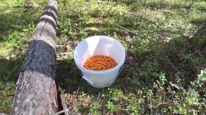 Собираю ягоды морошки. Золото севера под ногами! 2 серия