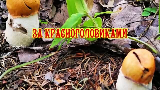 ЗА КРАСНОГОЛОВИКАМИ смотреть онлайн