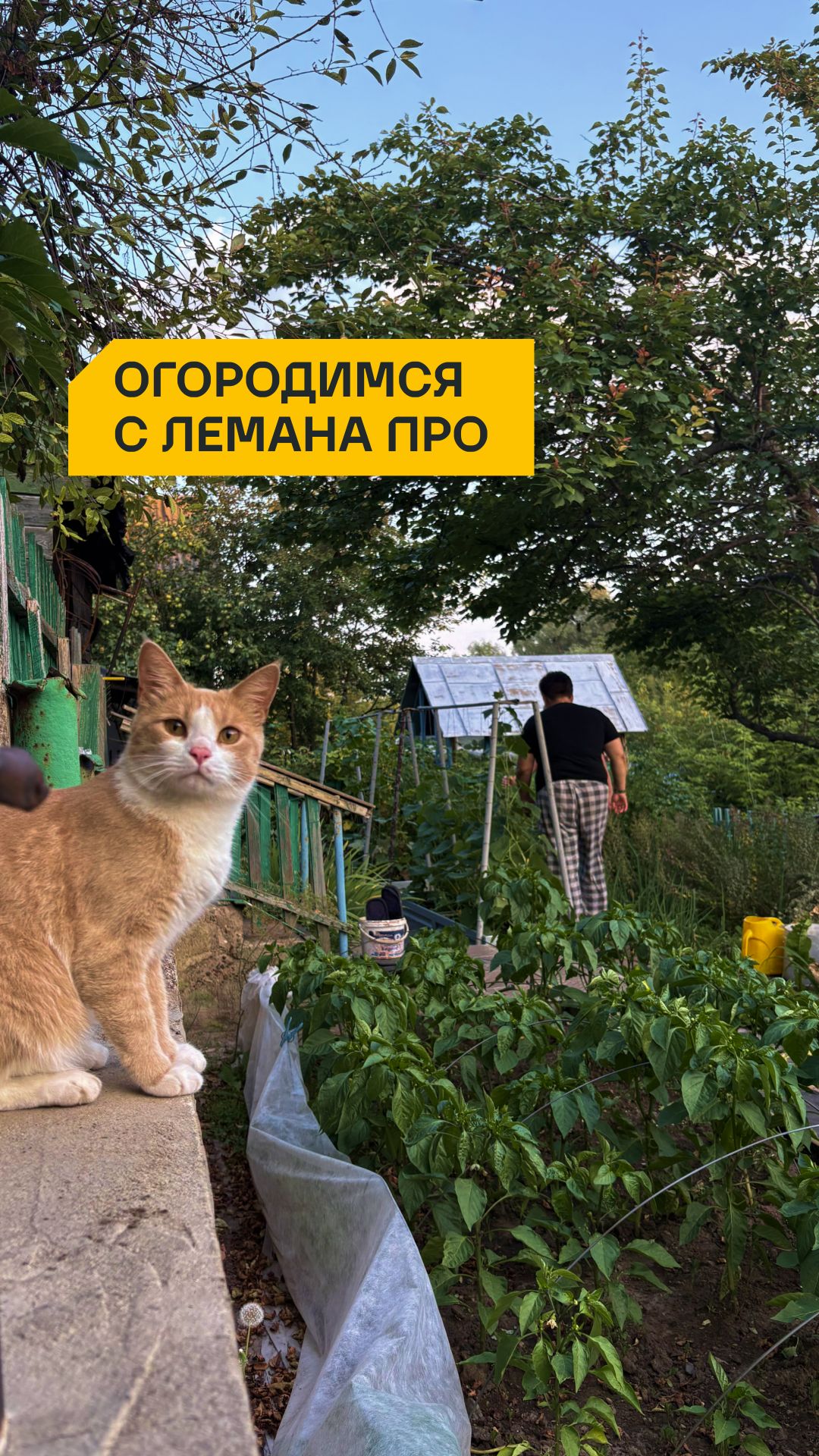 С Днём дачника!