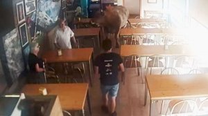 Огромный бык забежал в бар и перепугал людей в Испании