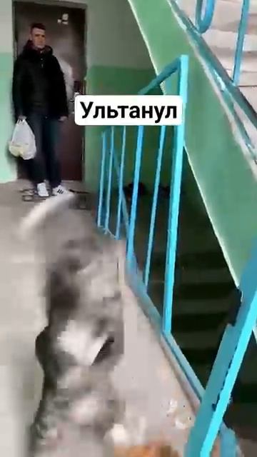 Кот психанул смотреть онлайн