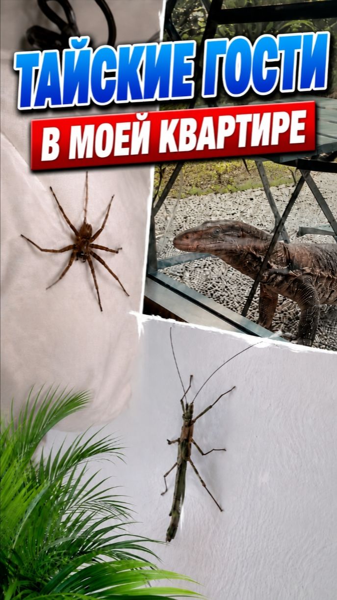 Тайские гости в моей квартире: паук, варан и палочник 😱