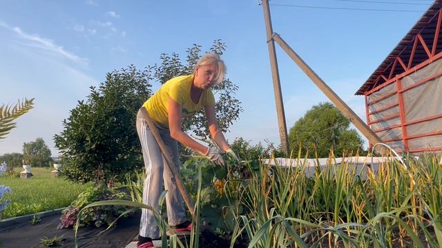 Уборка чеснока , как все успеть , дела ,дела , дела 23-07-2026 смотреть онлайн