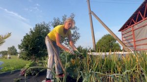 Уборка чеснока , как все успеть , дела ,дела , дела 23-07-2026