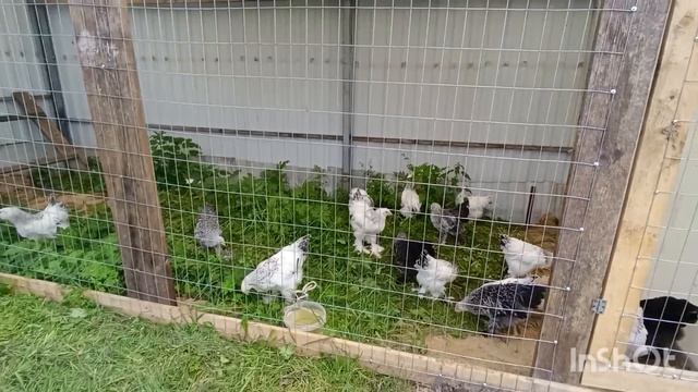 23-07-2026. Брамы теперь на улице.🐔🙂 смотреть онлайн