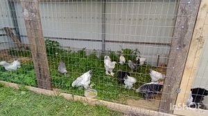 23-07-2026. Брамы теперь на улице.🐔🙂