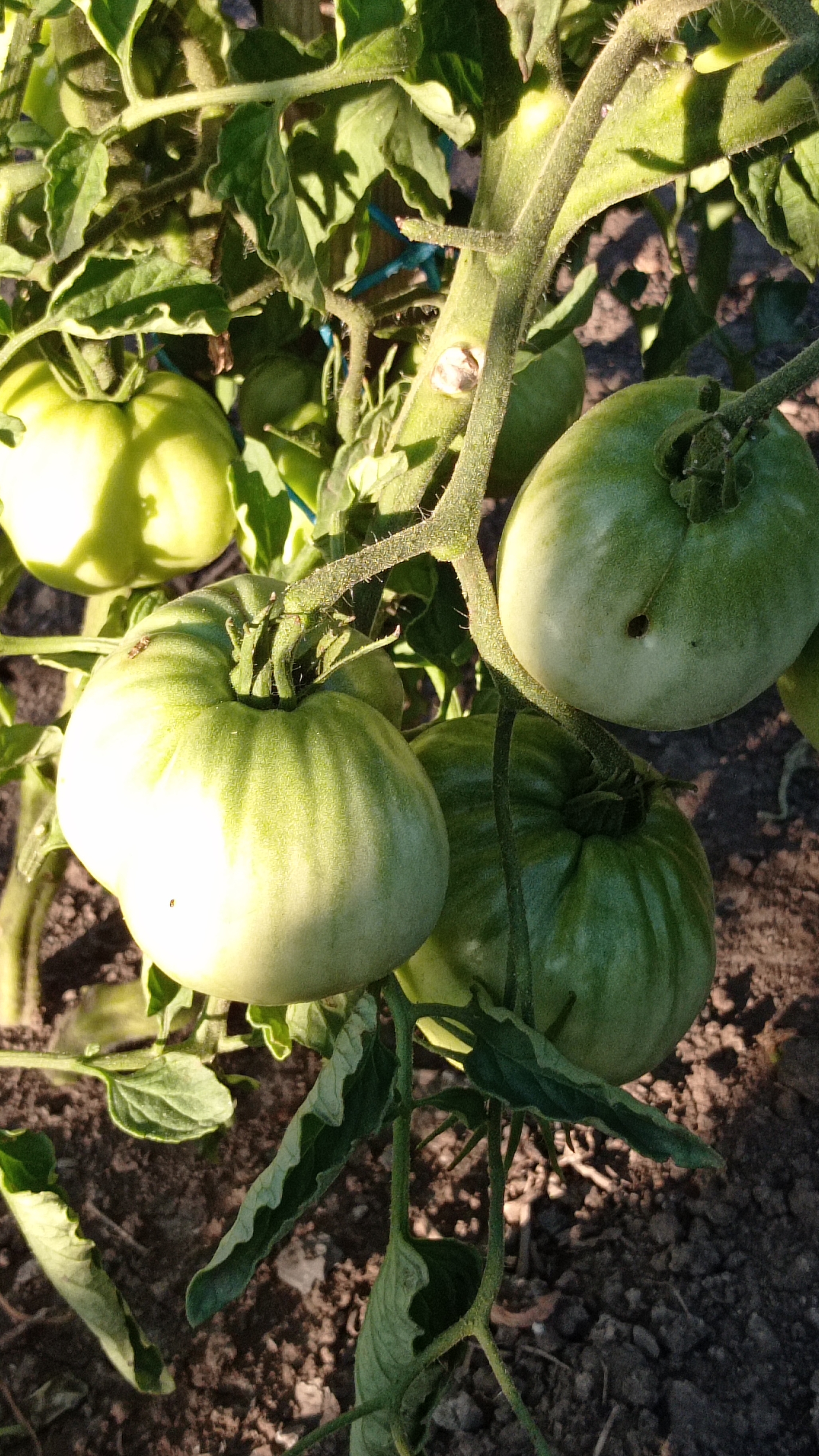 Томат Буденовка 🍅 Краткий обзор сорта #shorts смотреть онлайн