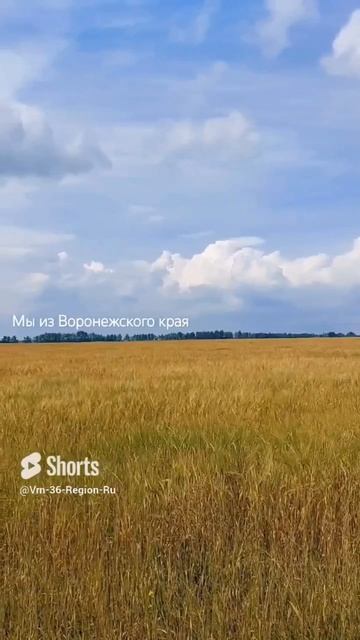 Воронежская область Родина 14 июля 2023г смотреть онлайн