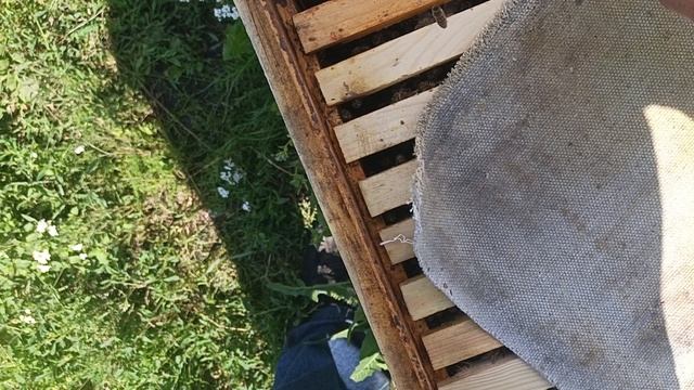 Пчеломатки от Е Рудь ждём когда начнёт смотреть онлайн