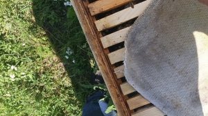 Пчеломатки от Е Рудь ждём когда начнёт