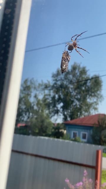 Вдруг какой-то паучок-старичок поймал бабочку