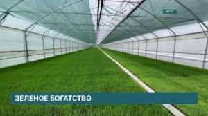 Мегетский питомник получит федеральную поддержку 59,3 млн рублей на модернизацию и обновление