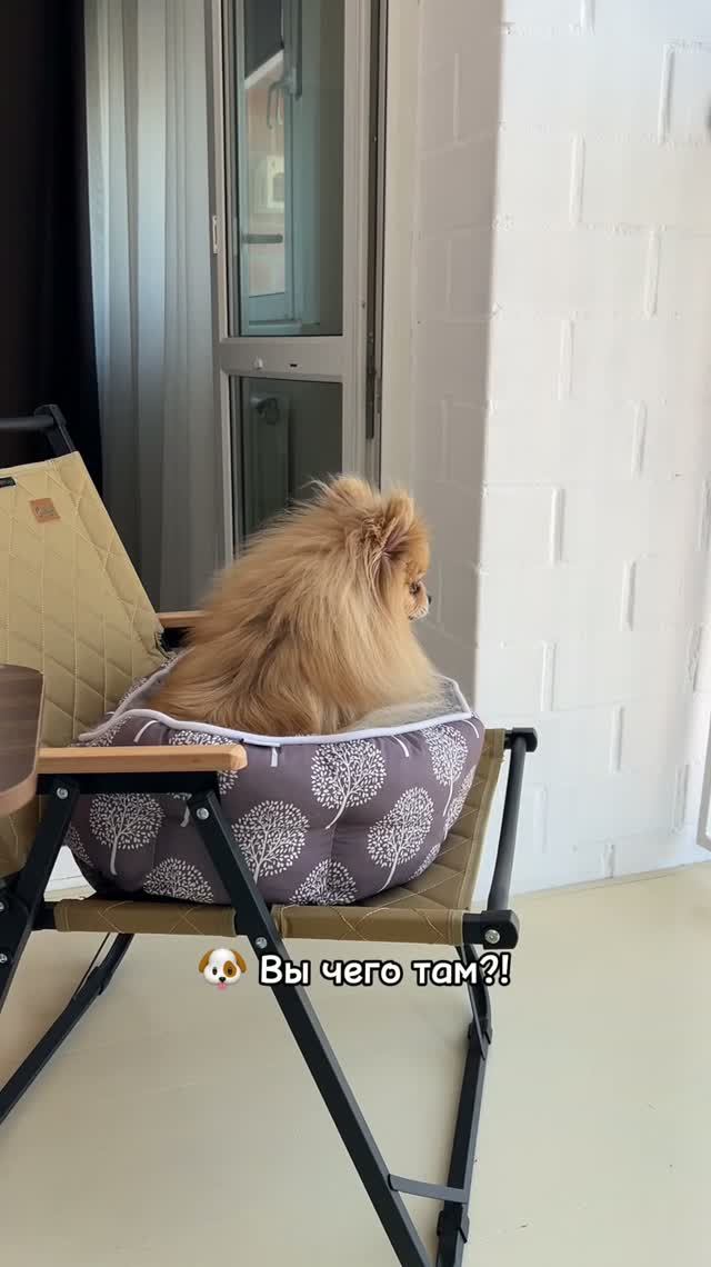 Булочке мешают спать!