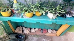 Зацветает королевская пеларгония и ген. уборка на полках во дворе