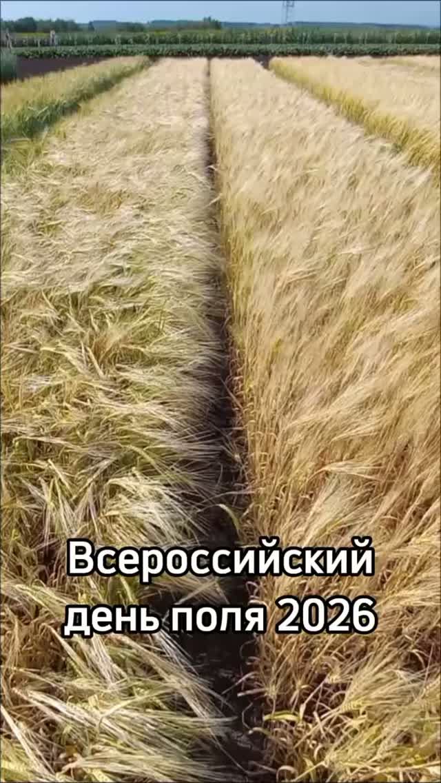 Поля, засеянные демонстрационными посевами на Всероссийском дне поля 2026