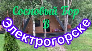 Сосновый бор в Электрогорске.