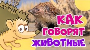 КАК ГОВОРЯТ ЖИВОТНЫЕ? Развивающие мультики для самых маленьких! Настоящие звуки животных