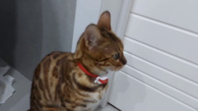 Притащили домой ежа. Реакция кошек.