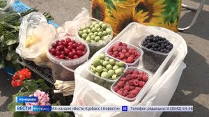 Эксперимент «Вестей»: насколько безопасны ягоды и фрукты в торговых точках Кемерова?