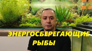 Компания «Гляйзер» про условно холодноводные виды рыб.